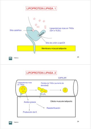 LIPOPROTEIN LIPASA. 1




                                                      Lipoproteínas ricas en TAGs
Sitio catalítico                                      (Qm o VLDL)
                                              I
                                         CI
                                     A po



                                                  Sitio de unión a apoCII

                                        Membrana músculo/adipocito



     TEMA 24
                                                                                    23




                      LIPOPROTEIN LIPASA. 2
                                                                 CAPILAR

          Lipoproteínas ricas          Pérdida de TAGs (aumento de
          en TAGs                      densidad)




                                         LPL



                    Acidos grasos                      Célula muscular/adipocito


                                                   Reesterificación

                   Producción de E




     TEMA 24
                                                                                    24
 