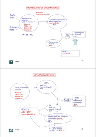 METABOLISMO DE QUILOMICRONES

                                           Maduración
                                           (intercambio con HDL)
TAGs
dieta              Quilomicrones
                   nacientes                                   Quilomicrones maduros
                   Apo B-48, Apos tipo A                       Apos tipo A Apo B48
                                                               Apos tipo C (CII)
                       Ricos en                                       ApoE
                       TAGs y en
Colesterol             Esteres de
dieta                  colesterol
                                                                                                  Tejido adiposo
                    INTESTINO                                                            AGL      y muscular
                                                                                                  (LPL)


                                                               Remanentes
                                                               ApoB48
                                                               ApoE



                                                                                     HÍGADO
                                                                                     LDLr y LRP



     TEMA 24
                                                                                                             25




                                      METABOLISMO DE VLDL



                                                      VLDL
                                                ApoB-100
                                                Apos tipo C (apoCII)
        VLDL nacientes                          ApoE
        ApoB-100

      Ricas en
      TAGs y en
      Esteres de
      colesterol                                                                                  Tejido
                                                                                         AGL      adiposo y
                                                                                                  muscular
                                                              IDL                                 (LPL)
                                                              ApoB-100
               HÍGADO                                         Apos tipo C (apoCII)
                                                              ApoE
               LDLr y LRP
               Lipasa Hepática
                                                             Lipoproteínas ricas en
                                                             colesterol (apoB)
                                                             LDL


                                                              OTROS tejidos                                  26
     TEMA 24
                                                              periféricos (LDLr)
 
