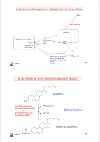 ESQUEMA DEL METABOLISMO DE HDL. TRANSPORTE REVERSO DE COLESTEROL


                                                                                      Bilis




                                                                           ABCG5 ABCG8




                                                                 HIGADO




TEJIDOS PERIFERICOS
                                  HDL pequeñas
                                  ApoAI
               ABCG1
                           LCAT   ApoE
           Colesterol no
           esterificado




                                           Intercambio de lípidos con        HDL grandes
                                           otras lipoproteínas que
                                           transportan el colesterol al
                                           hígado
TEMA 24                                    (PTEC)                                                  27




   EL COLESTEROL SE PUEDE ESTERIFICAR CON ACIDOS GRASOS




                                                 COLESTEROL




Acil CoA- colesterol              Acil graso CoA
Acil transferasa (ACAT)                                           De Nelson et al. Principles of
         O                                                        Biochemistry. 4th Ed. Freeman
Lecitin colesterol acil           CoA SH
transferasa (LCAT)




                                                    ESTERES DE COLESTEROL



TEMA 24
                                                                                                   28
 
