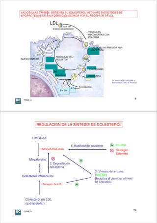 LAS CÉLULAS TAMBIÉN OBTIENEN SU COLESTEROL MEDIANTE ENDOCITOSIS DE
LIPOPROTEÍNAS DE BAJA DENSIDAD MEDIADA POR EL RECEPTOR DE LDL


                       LDL
                          Esteres de colesterol
                                                          VESICULAS
                                                          RECUBIERTAS CON
                                                          CLATRINA



                                                            ENDOCITOSIS MEDIADA POR
                                                            RECEPTOR


                            RECICLAJE DEL
NUEVA SINTESIS              RECEPTOR



                                                           ENDOSOMAS
                          RE
                            Colesterol                    LISOSOMAS

                                                                              De Nelson et al. Principles of
                                                                              Biochemistry. 4th Ed. Freeman

                                                  Aminoácidos
                                           A Grasos
                                 Est Col



  TEMA 24
                                                                                                         9




             REGULACION DE LA SINTESIS DE COLESTEROL


            HMGCoA

                                           1. Modificación covalente              Insulina
                 HMGCoA Reductasa                                                 Glucagón
                                                                                  Esteroles

      Mevalonato
                       2. Degradación
                       del enzima
                                                                3. Síntesis del enzima
Colesterol intracelular                                         (SREBP)
                                                                Se activa al disminuir el nivel
                                                                de colesterol
                  Receptor de LDL




   Colesterol en LDL
   (extracelular)

  TEMA 24
                                                                                                       10
 