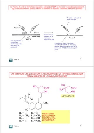 La Proteína de unión al elemento de respuesta a esteroles (SREBP) se libera con niveles bajos de colesterol
  regula la expresión de los genes que tienen un elemento de respuesta a esteroles (SER) en su promotor




                                                                                         Al núcleo y activación de
                                                                                         genes con SRE




                                                Disminución del
                                                colesterol de la
                                                membrana.
                                                Migración a Golgi
Sitio de proteolisis 2
(oculto por la
                                                                    Proteolisis en el sitio 2 (proteasa
membrana cuando
                                                                    específica) El SREBP va al núcleo y
esta es rica en
                                                                    estimula la expresión entre otros de los
colesterol)
                                                                    genes de la HMG CoA reductasa y del
                                                                    LDLR




       TEMA 24
                                                                                                               11




LAS ESTATINAS UTILIZADAS PARA EL TRATAMIENTO DE LA HIPERCOLESTEROLEMIA
                SON INHIBIDORES DE LA HMGCoA REDUCTASA




                                                                                MEVALONATO




                                              COMPACTINA
                                              SIMVASTATINA
                                              PRAVASTATINA
                                              LOVASTATINA


       TEMA 24
                                                                                                               12
 