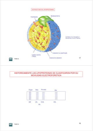 ESTRUCTURA DE LIPOPROTEINAS



                                                 Apolipoproteína
               Fosfolípidos




                                                                           De Nelson et al. Principles of
                                                                           Biochemistry. 4th Ed. Freeman




                                                    Colesterol no esterificado
                 Lípidos neutros
                 (TAGs)
TEMA 24
                                               Esteres de colesterol                                  17




HISTORICAMENTE LAS LIPOPROTEINAS SE CLASIFICARON POR SU
              MOVILIDAD ELECTROFORETICA




            Origen     Beta         Pre-beta           Alfa




            QM        LDL           VLDL             HDL
                              IDL




TEMA 24
                                                                                                      18
 
