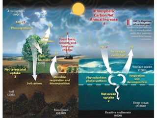 The allocation of carbon (C) in the 
biosphere 
• 800 GT of carbon is in the atmosphere as CO2 
• Carbon in deep oceans is...