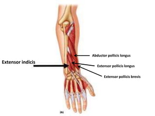 14_muscles_of_arm_and_forearm_and_cubital_fossa.pptx