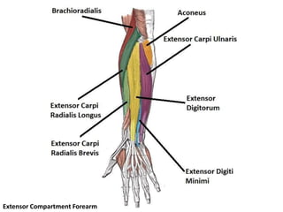 14_muscles_of_arm_and_forearm_and_cubital_fossa.pptx