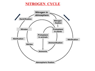 NITROGEN CYCLE
Nitrogen in
atmosphere
Nitrogen
fixation
Protoplasm
In plants
Protoplasm
in animals
Ammonia
Nitrification
Ammonification
Atmospheric fixation
Nitrification
Nitrates
Nitrites
Dentrification
 