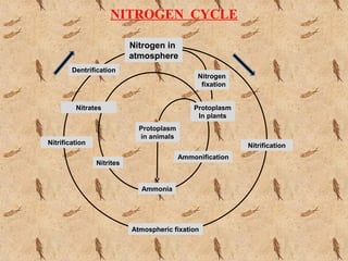NITROGEN CYCLE
Nitrogen in
atmosphere
Nitrogen
fixation
Protoplasm
In plants
Protoplasm
in animals
Ammonia
Nitrification
Ammonification
Atmospheric fixation
Nitrification
Nitrates
Nitrites
Dentrification
 
