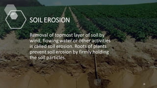 SOIL EROSION
Removal of topmost layer of soil by
wind, flowing water or other activities
is called soil erosion. Roots of plants
prevent soil erosion by firmly holding
the soil particles.
28
 