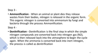 Step 3 -
• Ammonification - When an animal or plant dies they release
wastes from their bodies, nitrogen is released in the organic form.
This organic nitrogen is converted into ammonium by fungi and
bacteria through the process Ammonification.
Step 4 -
• Denitrification - Denitrification is the final step in which the simple
nitrogen compounds are converted back into nitrogen gas (N2),
which is then released back into the atmosphere to begin the cycle
again. When the ammonia is converted back into inert nitrogen,
the process is called as denitrification
36
 