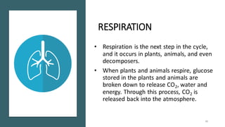 RESPIRATION
• Respiration is the next step in the cycle,
and it occurs in plants, animals, and even
decomposers.
• When plants and animals respire, glucose
stored in the plants and animals are
broken down to release CO2, water and
energy. Through this process, CO2 is
released back into the atmosphere.
40
 