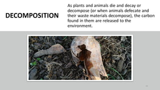 DECOMPOSITION
As plants and animals die and decay or
decompose (or when animals defecate and
their waste materials decompose), the carbon
found in them are released to the
environment.
41
 