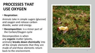 PROCESSES THAT
USE OXYGEN
• Respiration:
Animals take in simple sugars (glucose)
and oxygen and release carbon
dioxide, water and energy.
• Decomposition: is a minor part of
the Carbon/Oxygen cycle
Decomposition is when
any organic matter (plants,
animals) breaks down chemically into
all the simple elements that they are
made of and these elements return
back to the environment. 46
 
