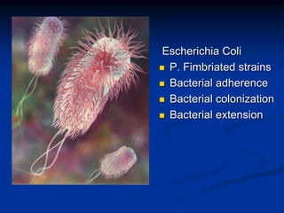 v
Escherichia Coli
 P. Fimbriated strains
 Bacterial adherence
 Bacterial colonization
 Bacterial extension
 
