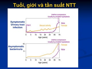 Tuổi, giới và tần suất NTT
Symptomatic
Urinary tract
infection
Asymptomatic
bacteriruria
 