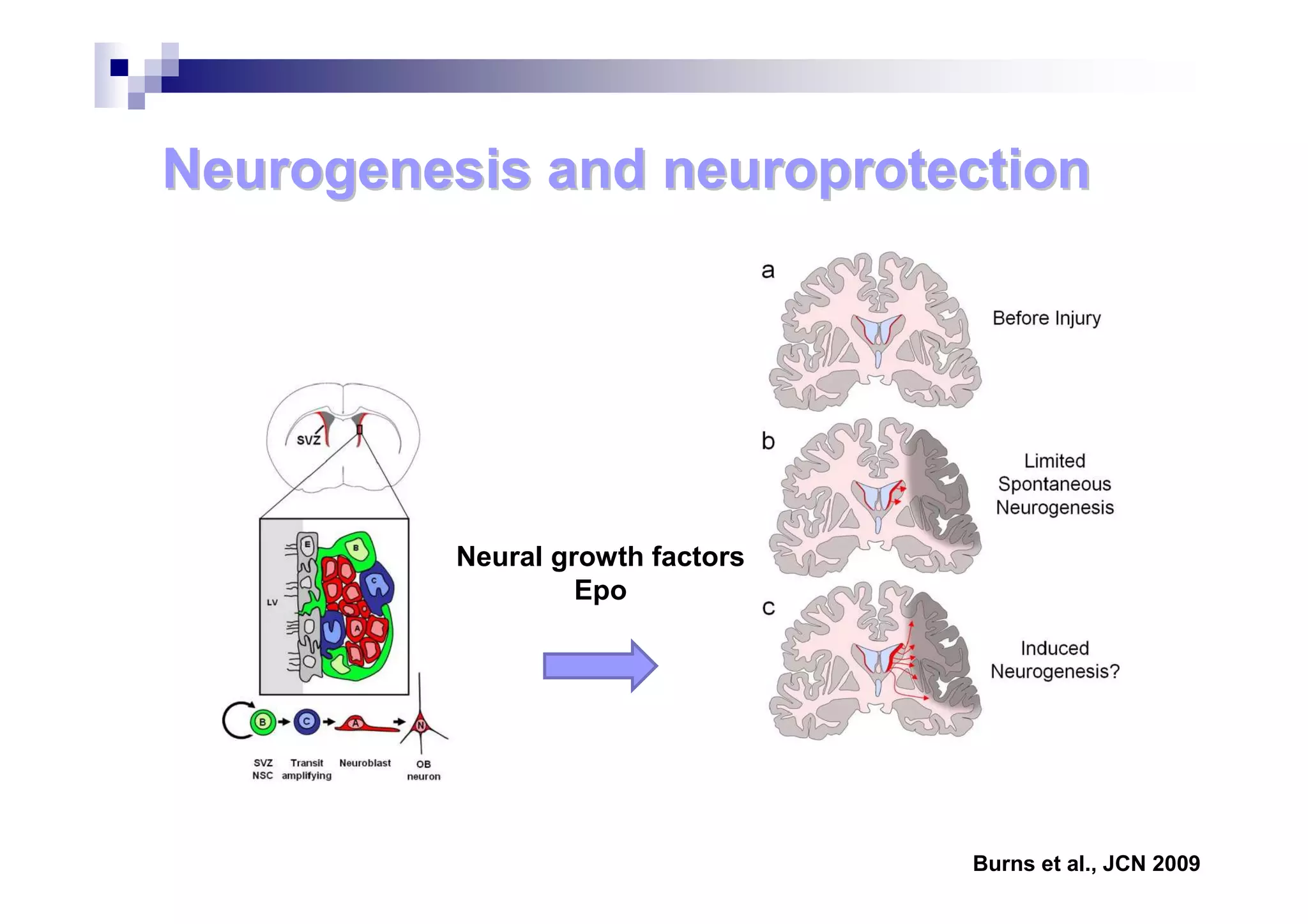 Neuroprotection in preterm infants: hope or utopy? | PDF