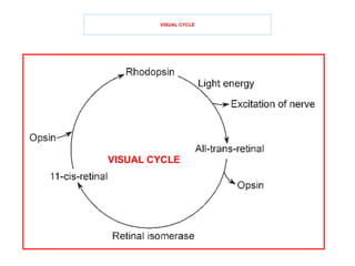 Vision Cycle Physiology Of Retina in ophthalmology.pptx