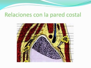 Relaciones con la pared costal
 