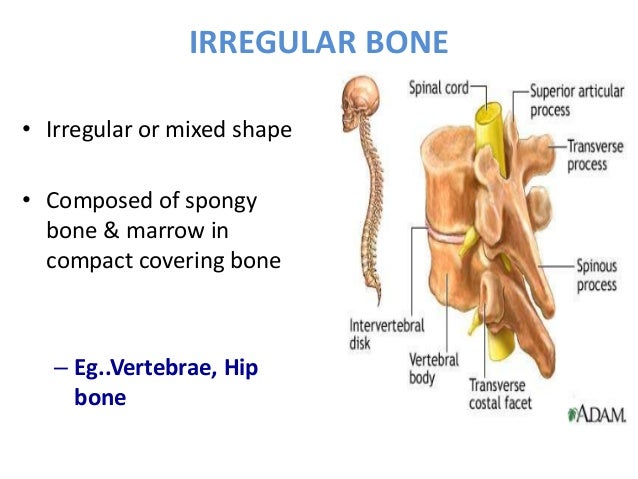irregular bones