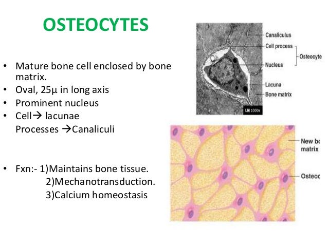 Captivating Small Spaces Where Bone Cells Lie Images - Simple Design ... Captivating Small Spaces Where Bone Cells Lie Images - Simple Design ...