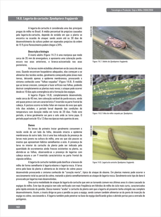 Tecnologia e Produção: Soja e Milho 2008/2009
Figura 14.8. Folha de milho raspada por Spodoptera.
FUNDAÇÃO
MS
FUNDAÇÃO
MS
Figura 14.7. Adulto de Spodoptera frugiperda.
FUNDAÇÃO
MS
Figura 14.9. Lagarta-do-cartucho Spodoptera frugiperda.
A lagarta-do-cartucho é considerada uma das principais
pragas do milho no Brasil. A média percentual de prejuízos causados
pela lagarta-do-cartucho, depende do estádio em que a planta se
encontra na ocasião do ataque: sendo assim até os 30 dias de
desenvolvimento da cultura podem ser esperados prejuízos da ordem
de15%jánoflorescimentopodemchegara34%.
Descriçãoebiologia
O inseto adulto (Figura 14.7) é uma mariposa que mede
cerca de 35 mm de envergadura, e apresenta uma coloração pardo-
escura nas asas anteriores, e branco-acinzentada nas asas
posteriores.
As larvas recém-eclodidas alimentam-se da casca de seus
ovos. Quando encontram hospedeiros adequados, elas começam a se
alimentar dos tecidos verdes, geralmente começando pelas áreas mais
tenras, deixando apenas a epiderme membranosa, provocando o
sintoma conhecido como "folhas raspadas" (Figura 14.8). À medida
que as larvas crescem, começam a fazer orifícios nas folhas, podendo
destruir completamente as plantas mais novas; o ataque pode ocorrer
desdeos10diasapósaemergênciaatéaformaçãodasespigas.
A lagarta (Figura 14.9), completamente desenvolvida,
mede cerca de 40 mm, tem coloração variável de pardo-escura, verde
até quase preta e com um característico Y invertido na parte frontal da
cabeça. A postura ocorre no limbo foliar em massas de ovos que após
três dias eclodem, o período larval depende das condições de
temperatura com duração média em torno de 20 dias. Findo este
período, a larva geralmente vai para o solo onde se torna pupa. O
períodopupalvariade10a12diasnasépocasmaisquentesdoano.
Danos
As larvas de primeiro ínstar geralmente consomem o
tecido verde de um lado da folha, deixando intacta a epiderme
membranosa do outro lado. Isto é uma boa indicação da presença de
larvas mais jovens na cultura do milho, uma vez que são poucos os
insetos que apresentam hábitos semelhantes a este. A presença da
larva no interior do cartucho da planta pode ser indicada pela
quantidade de excrementos ainda frescos existentes na planta, ou
abrindo-se as folhas, observando-se a presença de lagartas com
cabeça escura e um Y invertido característico na parte frontal da
cápsulacefálica.
A lagarta do cartucho também pode danificar a lavoura de
milho de forma semelhante à lagarta-elasmo e lagarta-rosca. A larva
entra pela base da planta e alimenta-se do interior do colmo pouco
14.6. Lagarta-do-cartucho Spodoptera frugiperda
desenvolvido provocando o sintoma conhecido de “coração morto”, típico do ataque de elasmo. Em plantas maiores pode ocorrer o
seccionamento total ou parcial do colmo, matando a planta semelhantemente ao ataque de lagarta-rosca. Geralmente este tipo de dano é
provocadoporlagartasmaisdesenvolvidas.
Uma outra modalidade de ataque da lagarta-do-cartucho que vem se tornando comum nos últimos anos é o dano causado às
espigas do milho. Este tipo de prejuízo tem sido verificado com mais freqüência em híbridos de milho de ciclo mais curto, caracterizados
pela rápida emissão do pendão. Dessa maneira “acaba” o cartucho da planta sem que a lagarta ali presente tenha atingido seu completo
desenvolvimento. Assim, o inseto dirige-se para o pendão ou para a espiga, sendo comum também alimentar-se do ponto de inserção da
espiga no colmo, seccionando-o. A lagarta também pode penetrar na base da espiga danificando grãos e abrindo portas para a entrada de
patógenos.
162
 