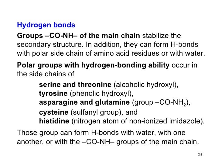 14 proteins which amino acids can form hydrogen bonds