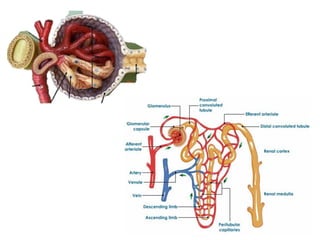 Comprehensive Applied Anatomy of the Renal System and Kidney Function | PDF
