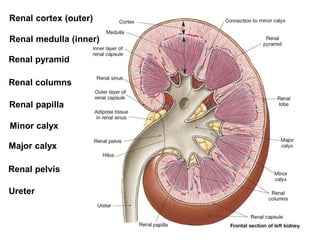 Comprehensive Applied Anatomy of the Renal System and Kidney Function | PDF