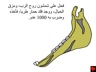 ‫ﻓﺤﻞ ﻋﻠﻰ ﺷﻤﺸﻮن روح اﻟﺮب، وﻡﺰق‬
 ‫اﻟﺤﺒﺎل، ووﺟﺪ ﻓﻚ ﺡﻤﺎر ﻃﺮﻳﺎ، ﻓﺄﺥﺬﻩ‬
            ‫وﺽﺮب ﺏﻪ 0001 ﻋﺪو.‬
 