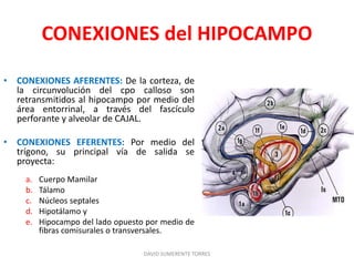 CONEXIONES del HIPOCAMPO
• CONEXIONES AFERENTES: De la corteza, de
la circunvolución del cpo calloso son
retransmitidos al hipocampo por medio del
área entorrinal, a través del fascículo
perforante y alveolar de CAJAL.
• CONEXIONES EFERENTES: Por medio del
trígono, su principal vía de salida se
proyecta:
a. Cuerpo Mamilar
b. Tálamo
c. Núcleos septales
d. Hipotálamo y
e. Hipocampo del lado opuesto por medio de
fibras comisurales o transversales.
DAVID SUMERENTE TORRES
 