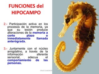 FUNCIONES del
HIPOCAMPO
2.- Participación activa en los
procesos de la memoria, ya
que su lesión produce
alteraciones de la memoria a
corto plazo o
inmediatamente llamada
anterógrada.
3.- Juntamente con el núcleo
amigdalino, a través de la
información aferente
sensorial, adecua el
comportamiento de las
personas.
DAVID SUMERENTE TORRES
 