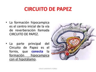 CIRCUITO DE PAPEZ
• La formación hipocampica
es el centro inicial de la vía
de reverberación llamada
CIRCUITO DE PAPEZ.
• La parte principal del
Circuito de Papez es el
fornix, que conecta la
formación hipocampica
con el hipotálamo.
DAVID SUMERENTE TORRES
 