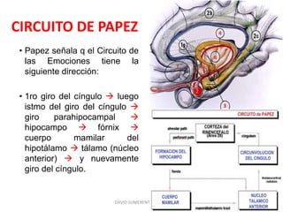 CIRCUITO DE PAPEZ
• Papez señala q el Circuito de
las Emociones tiene la
siguiente dirección:
• 1ro giro del cíngulo  luego
istmo del giro del cíngulo 
giro parahipocampal 
hipocampo  fórnix 
cuerpo mamilar del
hipotálamo  tálamo (núcleo
anterior)  y nuevamente
giro del cíngulo.
DAVID SUMERENTE TORRES
 