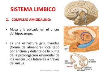 SISTEMA LIMBICO
2. COMPLEJO AMIGDALINO:
• Masa gris ubicada en el uncus
del hipocampo.
• Es una estructura gris, ovoidea
(forma de almendra) localizado
por encima y delante de la punta
de la prolongación esfenoidal de
los ventrículos laterales a través
del uncus
DAVID SUMERENTE TORRES
 