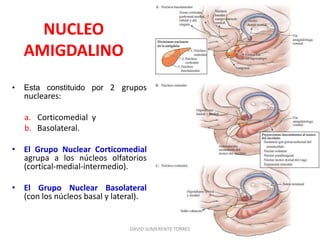 NUCLEO
AMIGDALINO
DAVID SUMERENTE TORRES
• Esta constituido por 2 grupos
nucleares:
a. Corticomedial y
b. Basolateral.
• El Grupo Nuclear Corticomedial
agrupa a los núcleos olfatorios
(cortical-medial-intermedio).
• El Grupo Nuclear Basolateral
(con los núcleos basal y lateral).
 