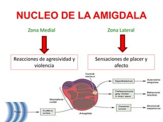 NUCLEO DE LA AMIGDALA
Zona Medial Zona Lateral
Reacciones de agresividad y
violencia
Sensaciones de placer y
afecto
 