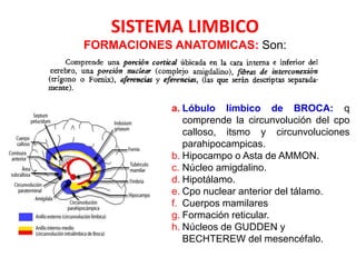 SISTEMA LIMBICO
FORMACIONES ANATOMICAS: Son:
a. Lóbulo límbico de BROCA: q
comprende la circunvolución del cpo
calloso, itsmo y circunvoluciones
parahipocampicas.
b. Hipocampo o Asta de AMMON.
c. Núcleo amigdalino.
d. Hipotálamo.
e. Cpo nuclear anterior del tálamo.
f. Cuerpos mamilares
g. Formación reticular.
h. Núcleos de GUDDEN y
BECHTEREW del mesencéfalo.
 