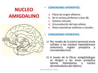 NUCLEO
AMIGDALINO
• CONEXIONES AFERENTES:
a. Fibras de origen olfatorio.
b. De la corteza piriforme o área 38.
c. Sistema reticular.
d. Circunvolución del cpo calloso.
e. Áreas asociativas auditivas y visuales.
• CONEXIONES EFERENTES:
a) Por medio de la estría terminal envía
señales a los núcleos hipotalámicos
anteriores, región preoptica y
neuroendocrinos.
b) A través de la fibras amigdalofugas
se dirigen a las áreas preóptica
lateral, hipotálamo, y núcleo
dorsomediano del tálamo.
DAVID SUMERENTE TORRES
 