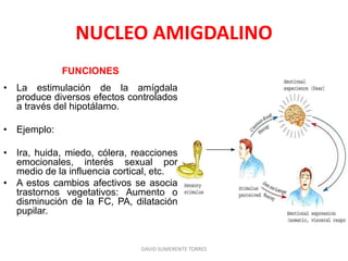 NUCLEO AMIGDALINO
FUNCIONES
• La estimulación de la amígdala
produce diversos efectos controlados
a través del hipotálamo.
• Ejemplo:
• Ira, huida, miedo, cólera, reacciones
emocionales, interés sexual por
medio de la influencia cortical, etc.
• A estos cambios afectivos se asocia
trastornos vegetativos: Aumento o
disminución de la FC, PA, dilatación
pupilar.
DAVID SUMERENTE TORRES
 