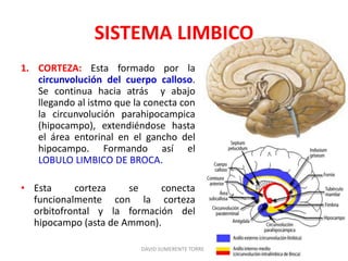 SISTEMA LIMBICO
1. CORTEZA: Esta formado por la
circunvolución del cuerpo calloso.
Se continua hacia atrás y abajo
llegando al istmo que la conecta con
la circunvolución parahipocampica
(hipocampo), extendiéndose hasta
el área entorinal en el gancho del
hipocampo. Formando así el
LOBULO LIMBICO DE BROCA.
• Esta corteza se conecta
funcionalmente con la corteza
orbitofrontal y la formación del
hipocampo (asta de Ammon).
DAVID SUMERENTE TORRES
 
