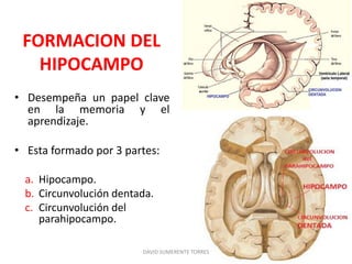 • Desempeña un papel clave
en la memoria y el
aprendizaje.
• Esta formado por 3 partes:
a. Hipocampo.
b. Circunvolución dentada.
c. Circunvolución del
parahipocampo.
DAVID SUMERENTE TORRES
FORMACION DEL
HIPOCAMPO
 