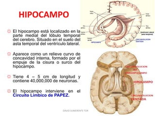 HIPOCAMPO
☼ El hipocampo está localizado en la
parte medial del lóbulo temporal
del cerebro. Situado en el suelo del
asta temporal del ventrículo lateral.
☼ Aparece como un relieve curvo de
concavidad interna, formado por el
empuje de la cisura o surco del
hipocampo.
☼ Tiene 4 – 5 cm de longitud y
contiene 40,000,000 de neuronas.
☼ El hipocampo interviene en el
Circuito Límbico de PAPEZ.
DAVID SUMERENTE TORRES
 