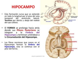 HIPOCAMPO
• Esta formación curva que se extiende
en toda la longitud por el piso del asta
temporal del ventrículo lateral.
Termina por detrás y abajo del rodete
del cpo calloso.
• El FORNIX se prolonga hacia atrás
donde sus Pilares Posteriores se
integran a la Fimbria del
Hipocampo y terminan uniéndose a
la Circunvolución del Hipocampo.
• Las fibras nerviosas que nacen en el
hipocampo forman la fimbria del
hipocampo, esta se continua con el
pilar del fornix.
DAVID SUMERENTE TORRES
 