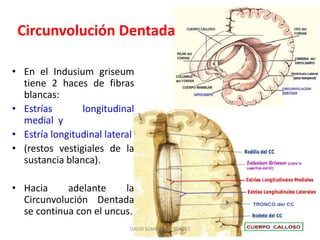 • En el Indusium griseum
tiene 2 haces de fibras
blancas:
• Estrías longitudinal
medial y
• Estría longitudinal lateral
• (restos vestigiales de la
sustancia blanca).
• Hacia adelante la
Circunvolución Dentada
se continua con el uncus.
DAVID SUMERENTE TORRES
Circunvolución Dentada
 