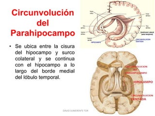 • Se ubica entre la cisura
del hipocampo y surco
colateral y se continua
con el hipocampo a lo
largo del borde medial
del lóbulo temporal.
DAVID SUMERENTE TORRES
Circunvolución
del
Parahipocampo
 
