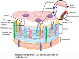 Antigenic structure of GAS and adhesion to an
epithelial cell.
 