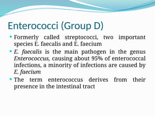 Enterococci (Group D)
 Formerly called streptococci, two important
species E. faecalis and E. faecium
 E. faecalis is the main pathogen in the genus
Enterococcus, causing about 95% of enterococcal
infections, a minority of infections are caused by
E. faecium
 The term enterococcus derives from their
presence in the intestinal tract
 