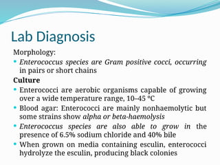 Lab Diagnosis
Morphology:
 Enterococcus species are Gram positive cocci, occurring
in pairs or short chains
Culture
 Enterococci are aerobic organisms capable of growing
over a wide temperature range, 10–45 ºC
 Blood agar: Enterococci are mainly nonhaemolytic but
some strains show alpha or beta-haemolysis
 Enterococcus species are also able to grow in the
presence of 6.5% sodium chloride and 40% bile
 When grown on media containing esculin, enterococci
hydrolyze the esculin, producing black colonies
 