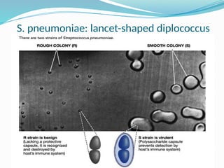 S. pneumoniae: lancet-shaped diplococcus
 