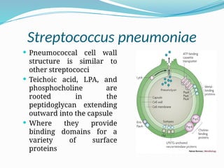 Streptococcus pneumoniae
 Pneumococcal cell wall
structure is similar to
other streptococci
 Teichoic acid, LPA, and
phosphocholine are
rooted in the
peptidoglycan extending
outward into the capsule
 Where they provide
binding domains for a
variety of surface
proteins
 