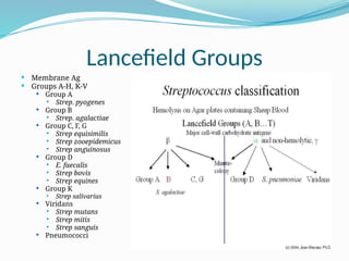 Lancefield Groups
 Membrane Ag
 Groups A-H, K-V
 Group A
 Strep. pyogenes
 Group B
 Strep. agalactiae
 Group C, F, G
 Strep equisimilis
 Strep zooepidemicus
 Strep anguinosus
 Group D
 E. faecalis
 Strep bovis
 Strep equines
 Group K
 Strep salivarius
 Viridans
 Strep mutans
 Strep mitis
 Strep sanguis
 Pneumococci
 